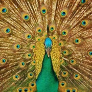 Amazing Birds Puzzles