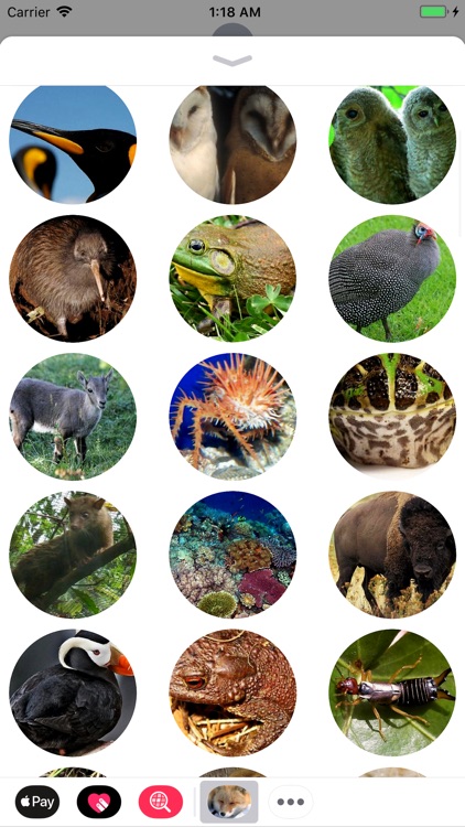 Animal Stickers 4 iMessage