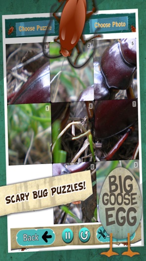 InsectiSlide Bugs Photo Tile Puzzle(圖3)-速報App