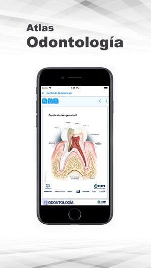 Atlas Odontología(圖3)-速報App