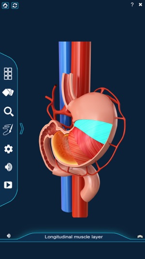 My Stomach Anatomy(圖3)-速報App