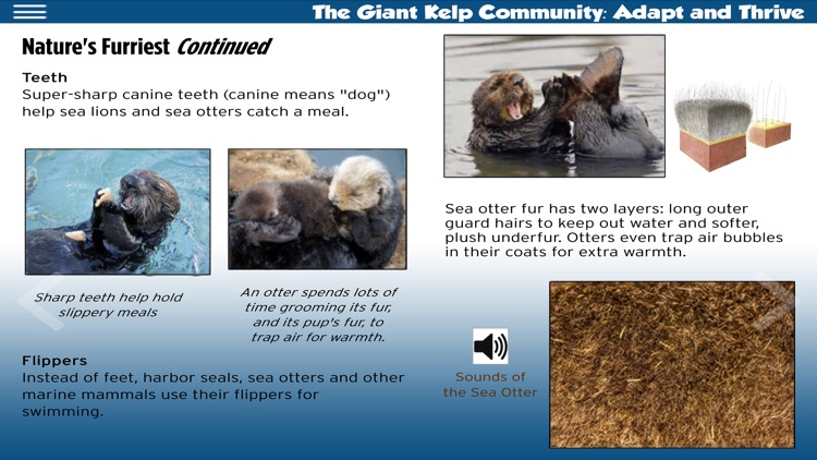 The Kelp Forest ebook screenshot-3