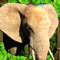 App Icon for Elephant Simulator App in Denmark IOS App Store