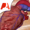 Pocket Heart - インタラクティブ心臓学-Pocket Anatomy