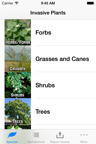 Invasives in Southern Forests - náhled
