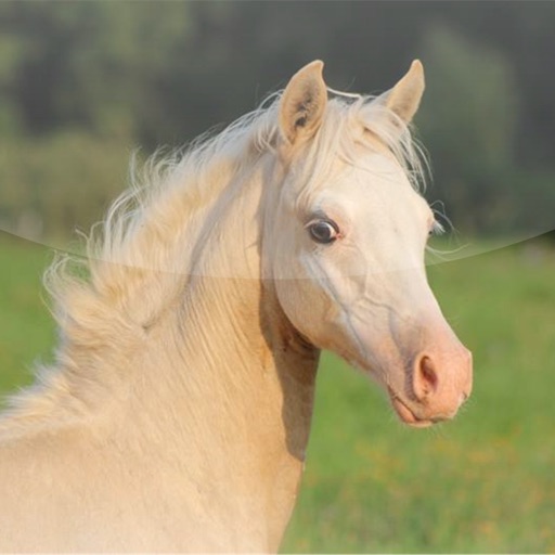 Gestüt Gründleinshof
