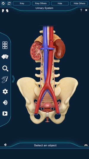 My Kidney Anatomy(圖3)-速報App