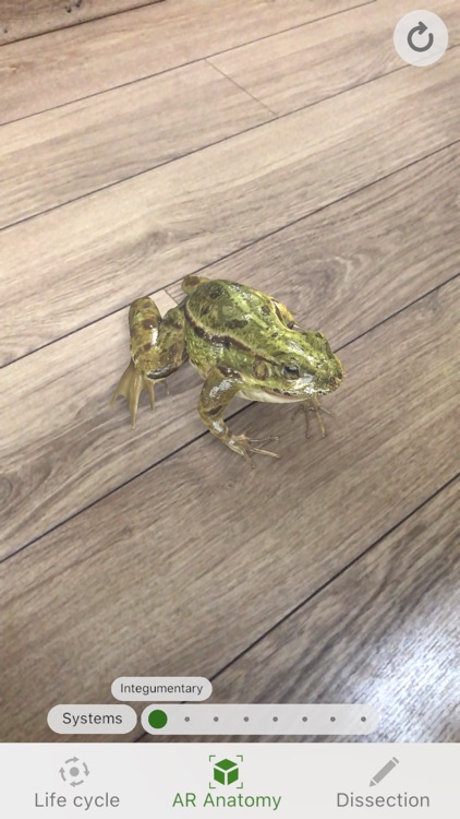 Froggipedia