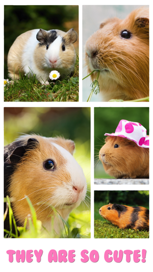 Guinea Pig Kids Jigsaw Puzzle(圖2)-速報App