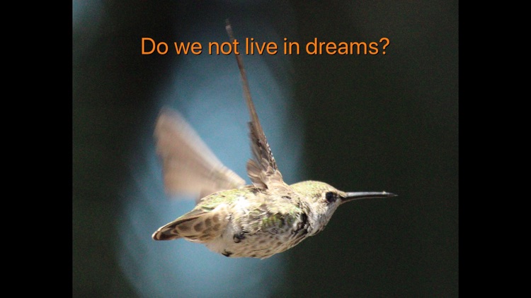 Hummingbird Moments
