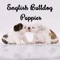 The English bulldog puppies app provides vast lifestyle information for medium-sized breed of bulldog dog