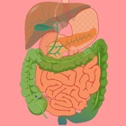 Top 30 Education Apps Like Digestive System Flashcards - Best Alternatives