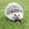 My Hedgehog Sticker Pack