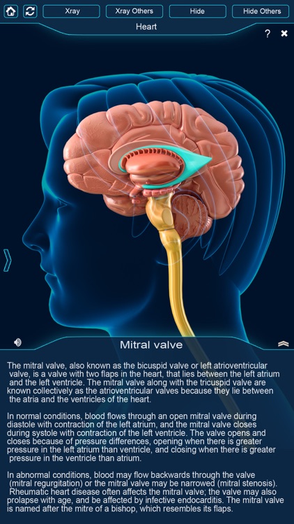 My Brain Anatomy