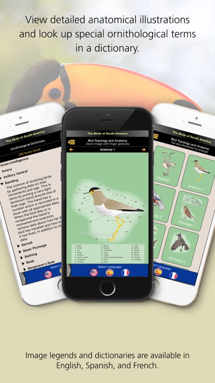 Birds of South America