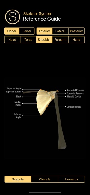 Human Skeleton Reference Guide(圖4)-速報App