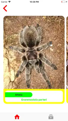 Captura de Pantalla 3 Payden Tarantulas iphone