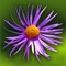 Wild Flowers HD is an application for iPad which allows you to identify with ease 1726 wild flowers of Western Europe