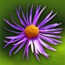 Get Wild Flowers HD for iOS, iPhone, iPad Aso Report