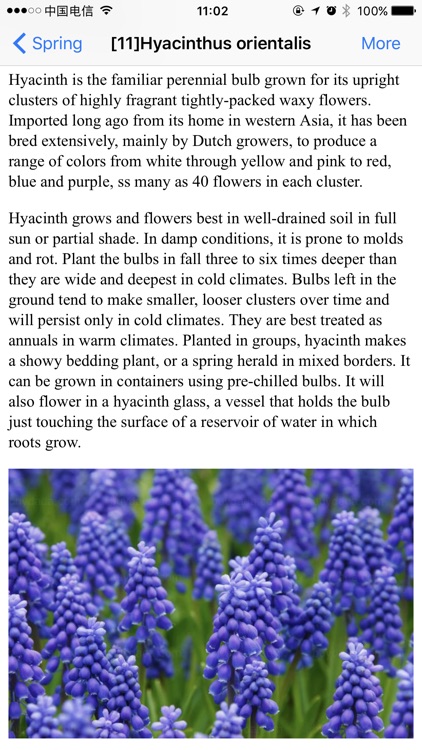 Flowering Plants