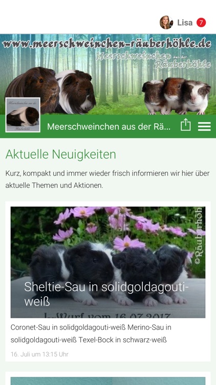 Meerschweinchen Räuberhöhle