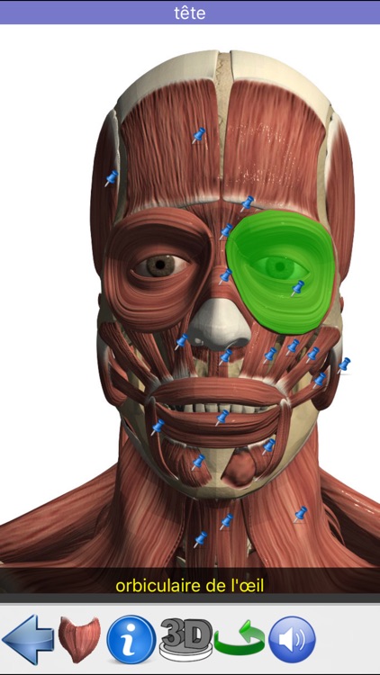 Anatomie Visuel