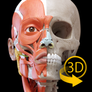 肌肉 | 骨骼 - 人体解剖学3D互动图集