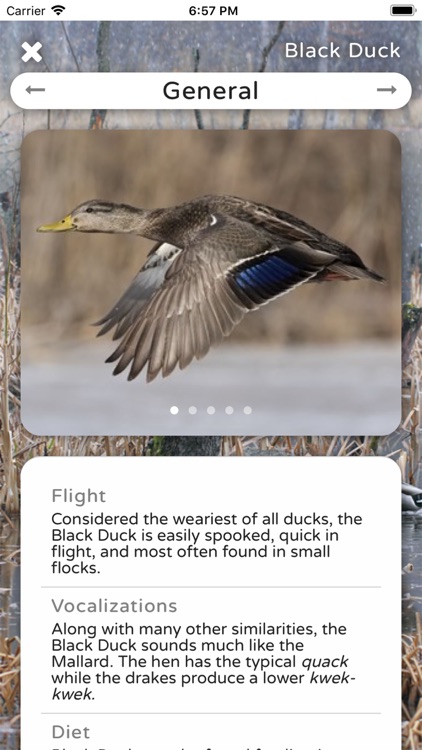 Duck ID App Premium