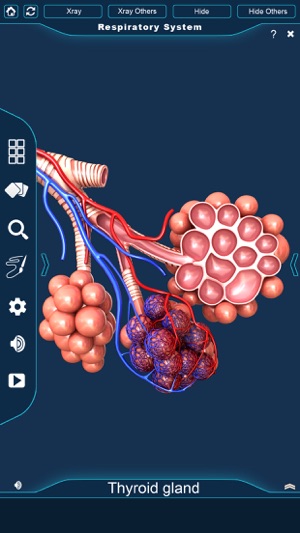 My Respiratory System Anatomy(圖4)-速報App