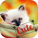 Animal Emojis With TextPhotos