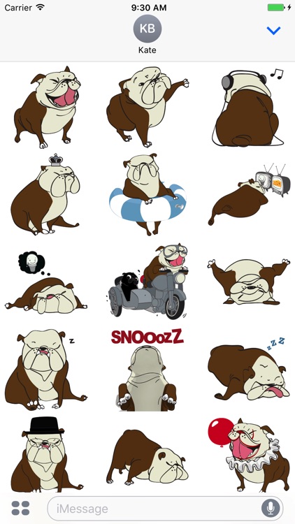 Austen the Bulldog