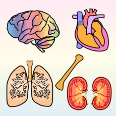 Activities of Body Organs 4 Kids