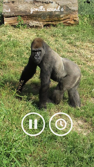 Gorilla Monkey Sounds(圖3)-速報App