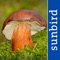 The app covers 750 species, comes with 2500 carefully selected images and text written by mushroom expert Andy Overall