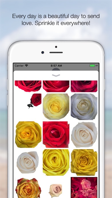 365 Days of Love Rose Stickers screenshot 3