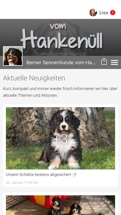 Berner Sennenhunde Hankenüll