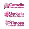 Camelia&Mimosa&Gardenia