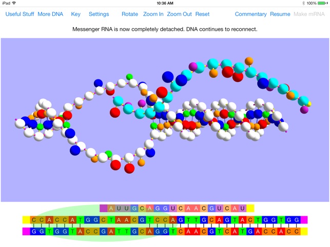 OnScreen Gene Transcription(圖5)-速報App