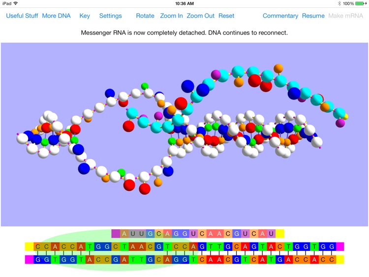 OnScreen Gene Transcription screenshot-4