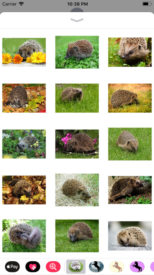 My Hedgehog Sticker Pack Download App for iPhone 