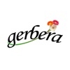 gerbera