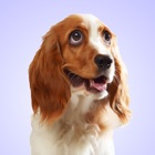 Top 24 Entertainment Apps Like Dog Whining Sounds - Best Alternatives