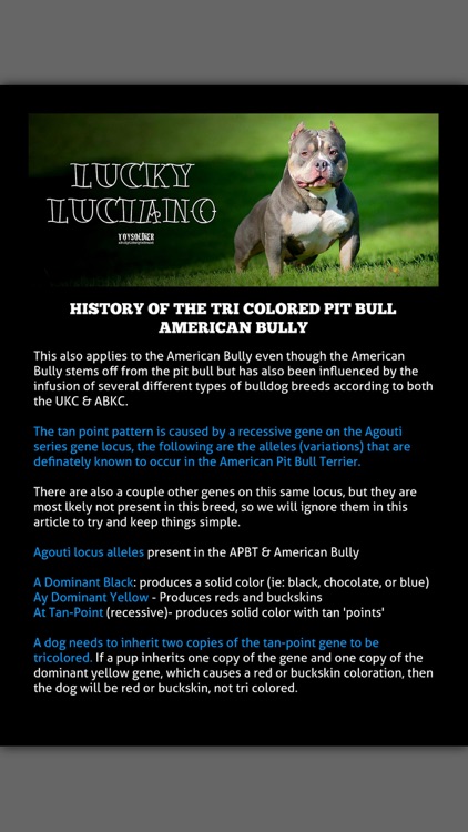 HOW MUCH DOES AN AMERICAN BULLY COST?, by BULLY KING Magazine, BULLY KING  Magazine