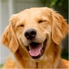 犬の音 - 犬の恋人のための楽しみ - iPadアプリ