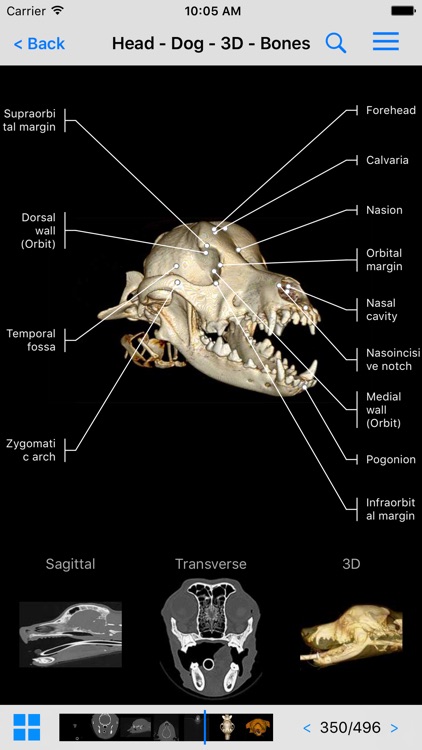 vet-Anatomy screenshot-3
