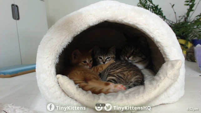 TinyKittens - Rescue Kitten TV(圖1)-速報App