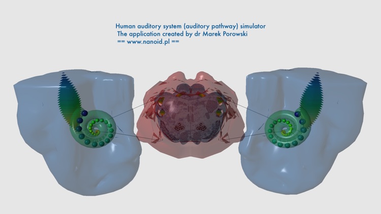 Auditory System Simulator