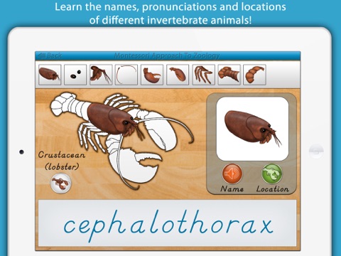 Parts of Invertebrate Animals screenshot 2