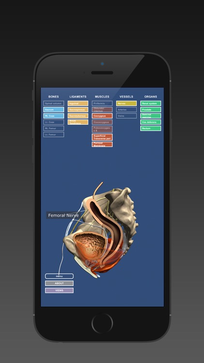 Anatomy of the Male Pelvis