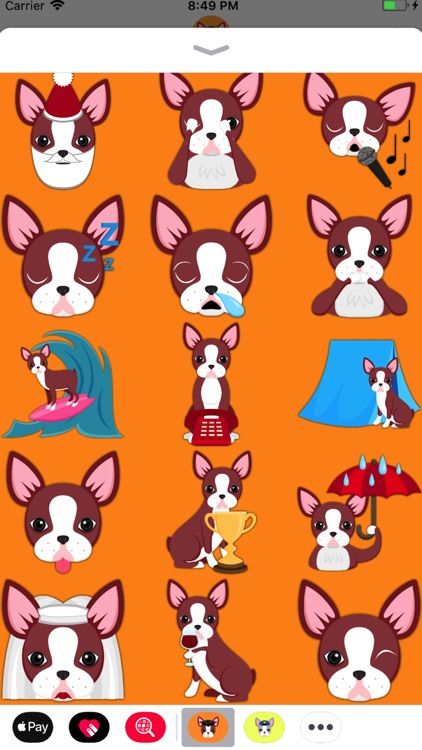 Red Boston Terrier screenshot-3